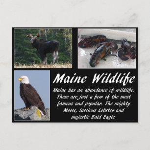 Postal Maine Wildlife
