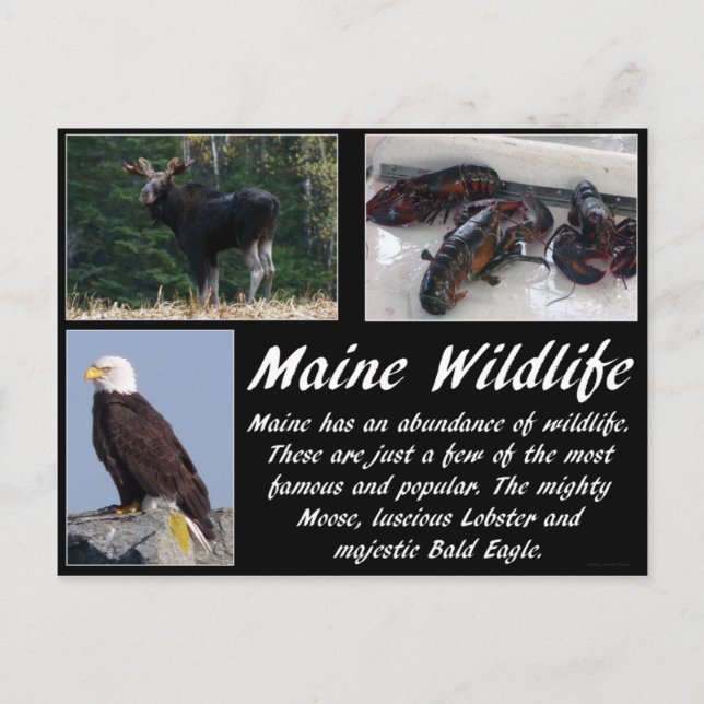 Postal Maine Wildlife (Anverso)