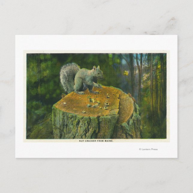 Postal MaineA Little Nutcracker Squirrel de Maine (Anverso)