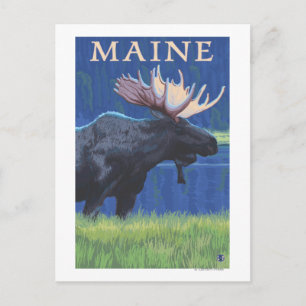 Postal MaineMoose en la luz de la luna