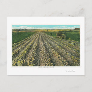 Postal MaineView de una granja de papas en Maine