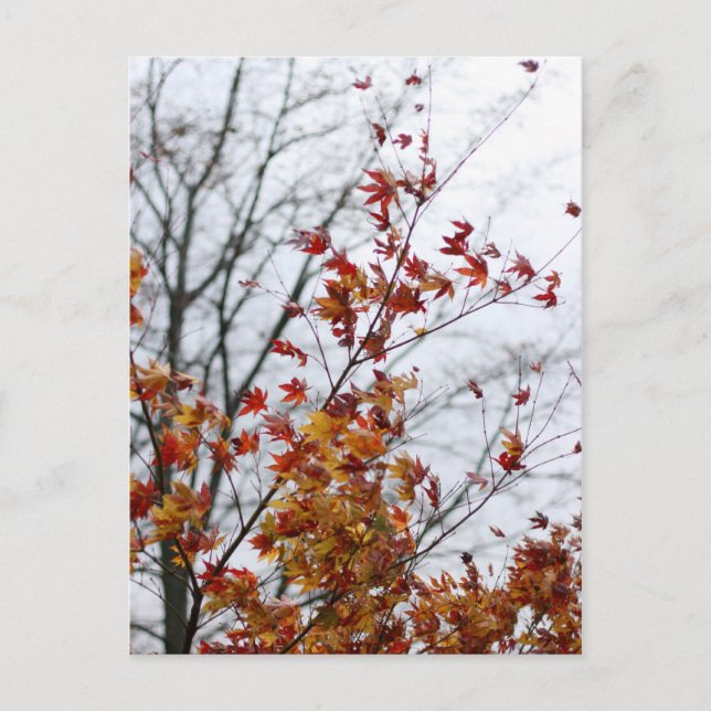 Postal Maíz II (Anverso)