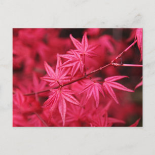 Postal Maíz roja japonesa