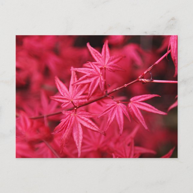 Postal Maíz roja japonesa (Anverso)