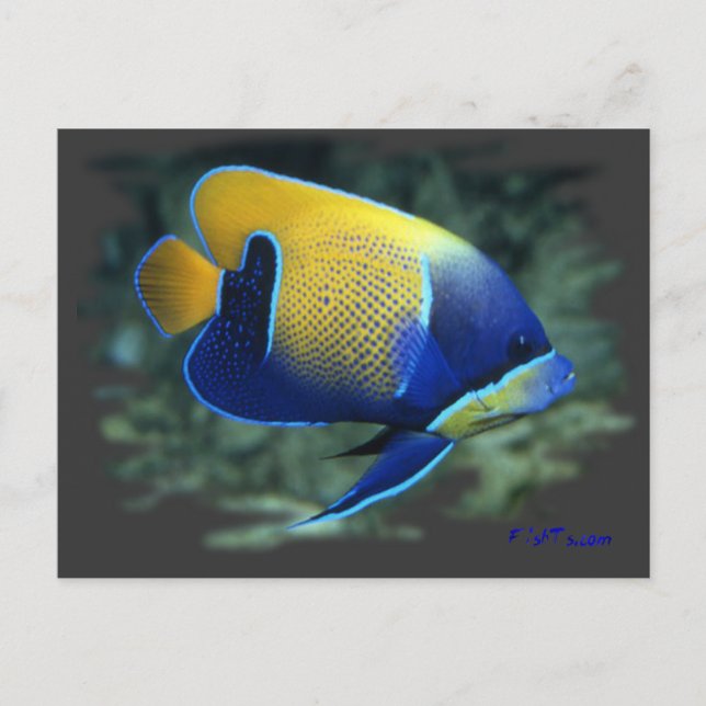Postal Majestic Angel Fish (Anverso)