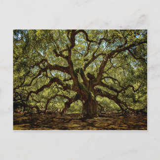 Postal Majestic Angel Oak