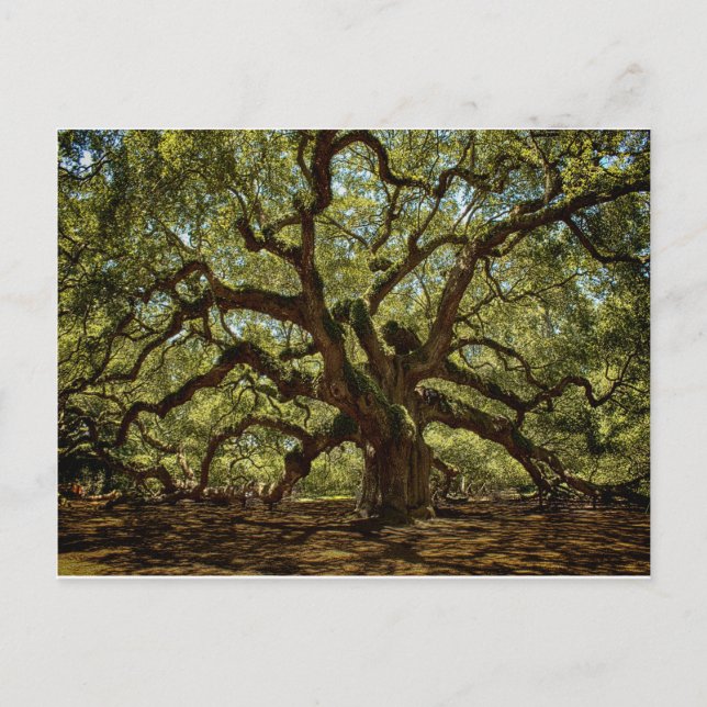 Postal Majestic Angel Oak (Anverso)