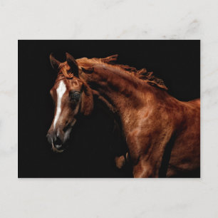 Postal Majestic Arabian