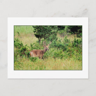 Postal "Majestic Buck"