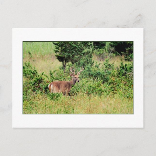 Postal "Majestic Buck" (Anverso)