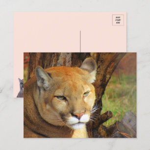 Postal Majestic Cougar Postcard