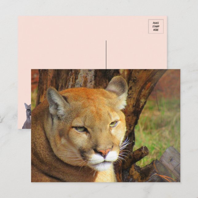 Postal Majestic Cougar Postcard (Anverso / Reverso)