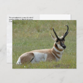 Postal Majestic Male Pronghorn, Custer, SD