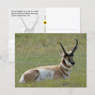 Postal Majestic Male Pronghorn, Custer, SD
