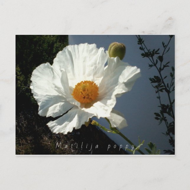 Postal Majestic Matilija Poppy Postcard (Anverso)