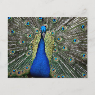 Postal Majestic Peacock