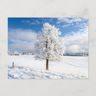 Postal Majestuoso árbol cubierto de nieve en paisaje inve