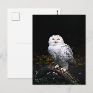 Postal Majestuoso búho de invierno