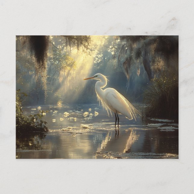 Postal Majestuoso Egret de pie en un sereno pantano con l (Anverso)