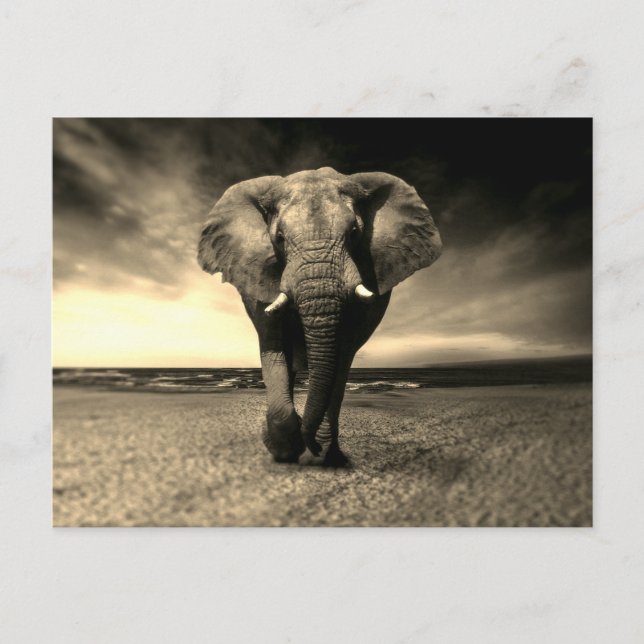 Postal Majestuoso elefante de toro salvaje en Sepia (Anverso)