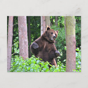 Postal Majestuoso Grizzly: Guardián del Bosque