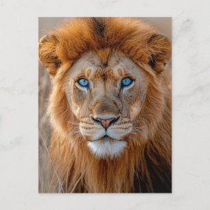 Postal Majestuoso León Macho con Ojos Azules Brillantes
