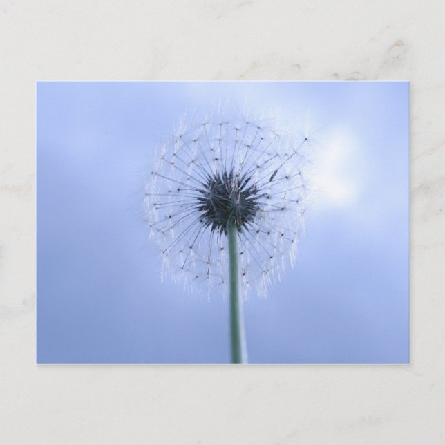 Postal Makin' Wings (Anverso)