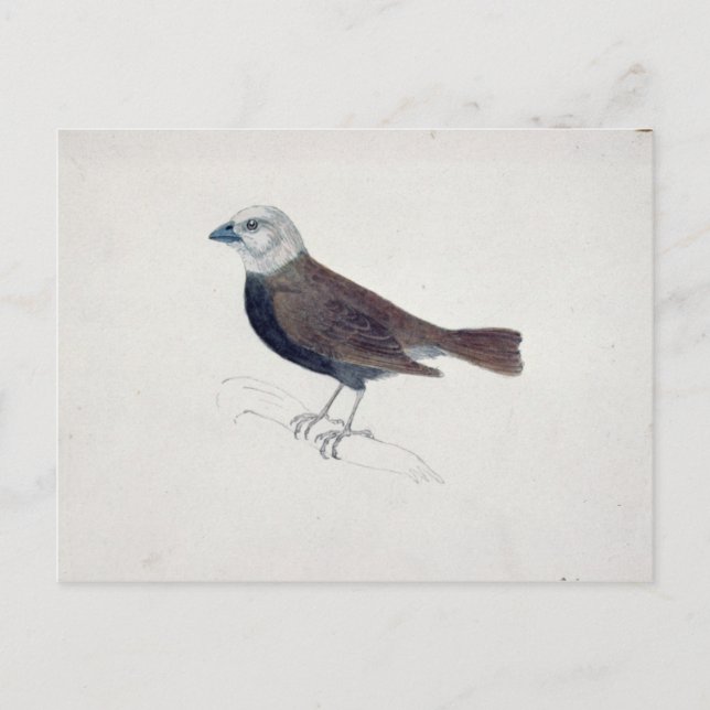 Postal Malacca Crossbeak (Anverso)