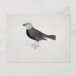 Postal Malacca Crossbeak