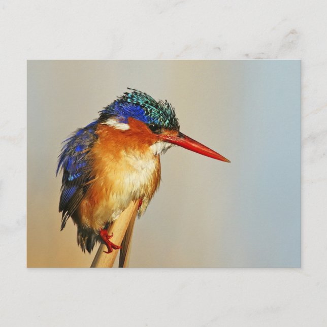 Postal Malachite Kingfisher (Anverso)