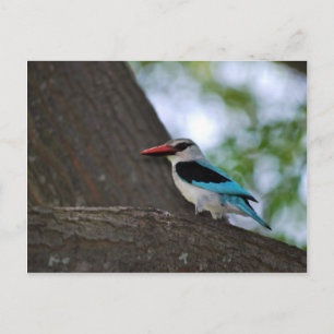 Postal Malachite Kingfisher Sudáfrica