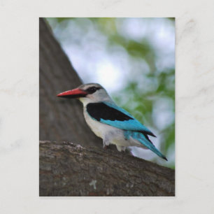 Postal Malachite Kingfisher Sudáfrica