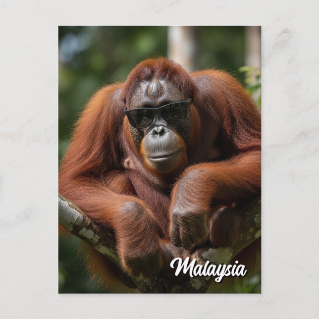 Postal Malasia Orangutan con gafas de sol (Anverso)