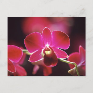 Postal Malasia, Orquídea