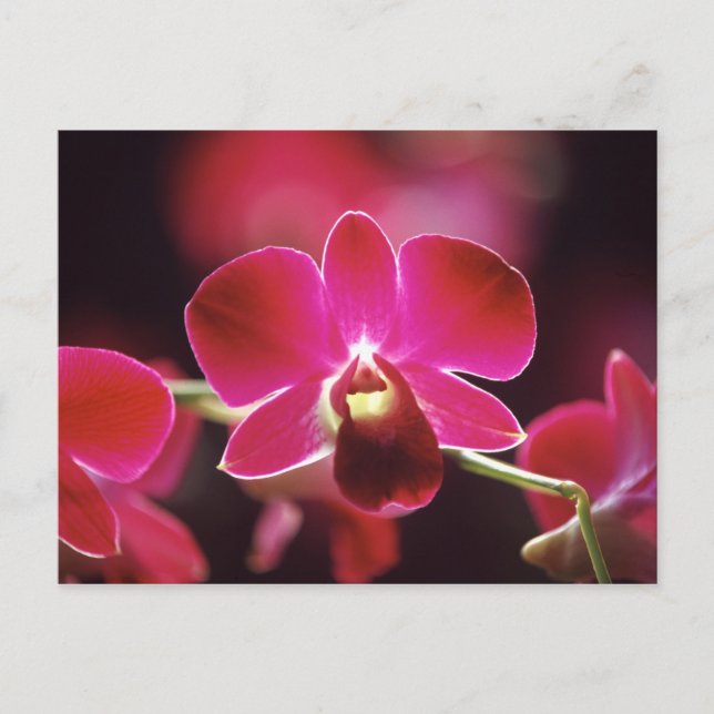 Postal Malasia, Orquídea (Anverso)