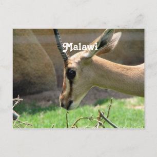 Postal Malawi Gazelle