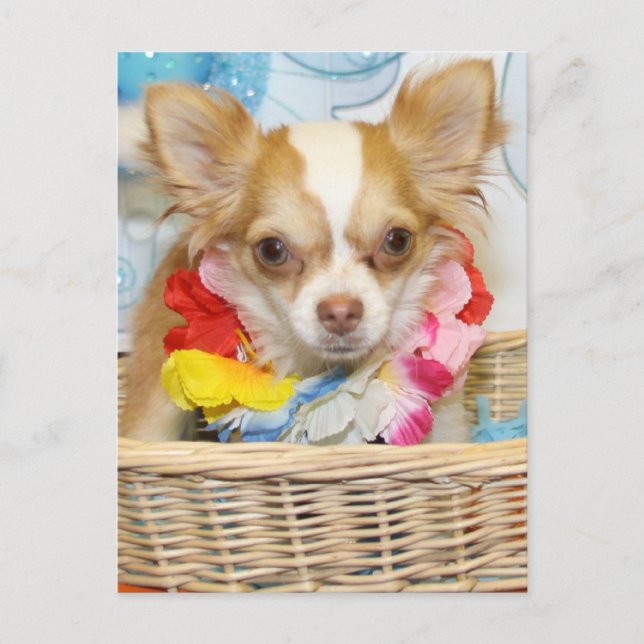 Postal Maldad - Cabello largo Chihuahua -5 (Anverso)