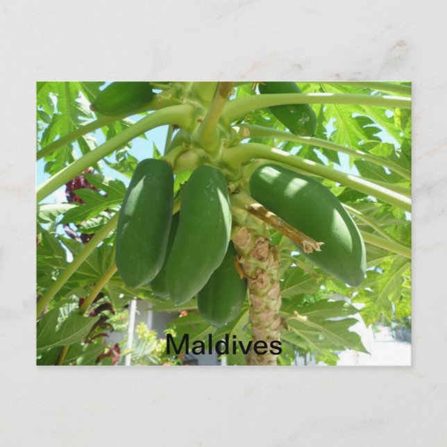 POSTAL MALDIVAS (Anverso)