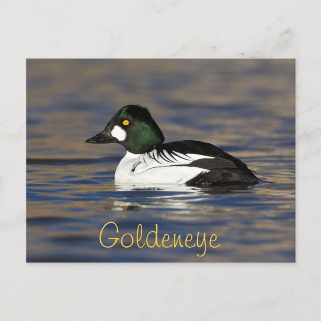 Postal Male Goldeneye Duck (Anverso)