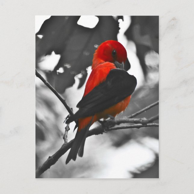 Postal Male Scarlet Tanager (Anverso)