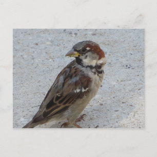 Postal Male Sparrow
