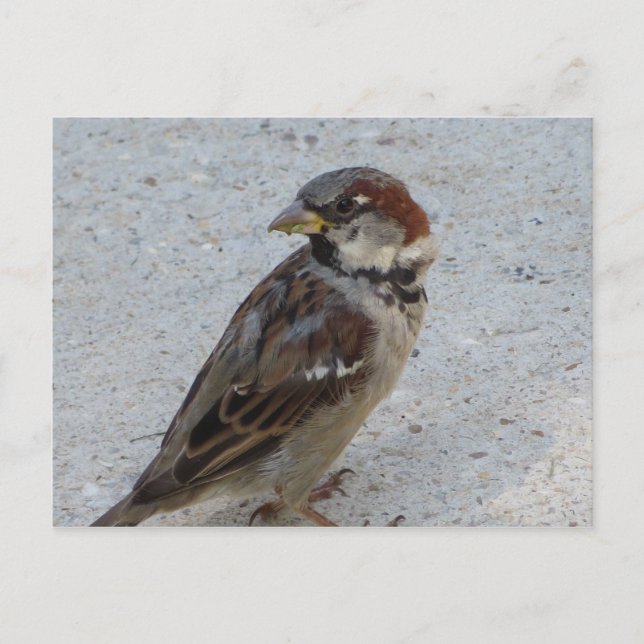 Postal Male Sparrow (Anverso)