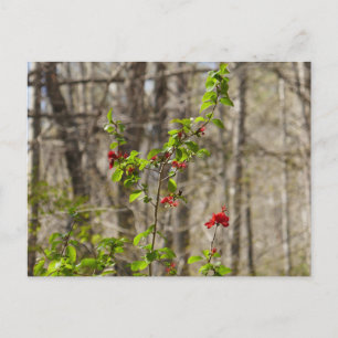 Postal Maleza de Azalea Salvaje en Smoky Mountains