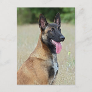 Postal malinois