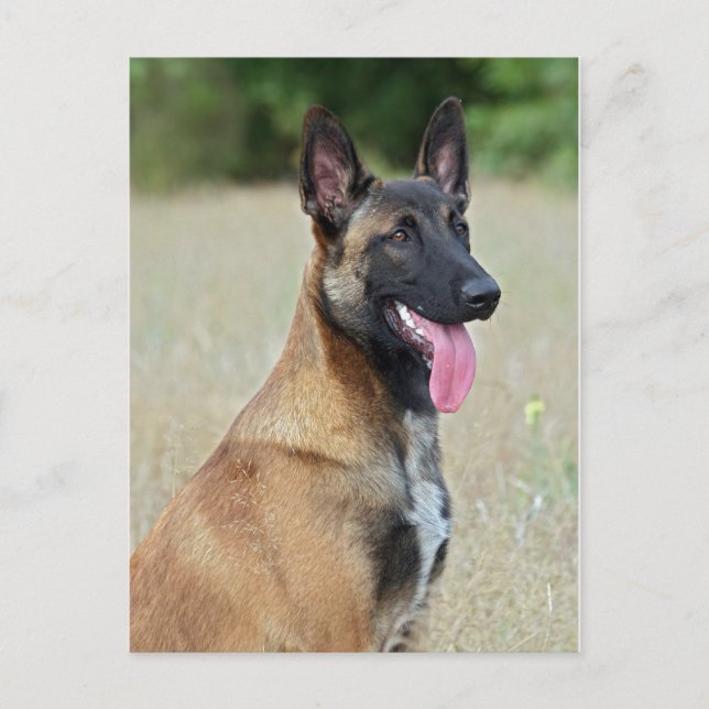 Postal malinois (Anverso)