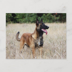 Postal malinois