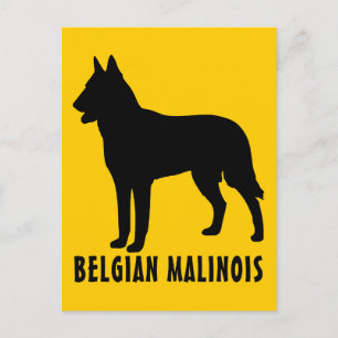 Postal Malinois belga