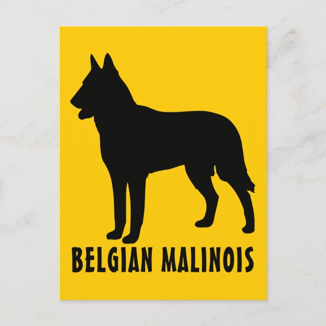 Postal Malinois belga (Anverso)