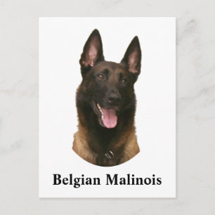 Postal malinois belga