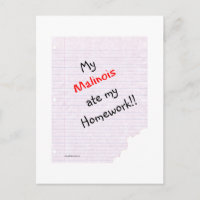 Malinois belga comió mi hogar